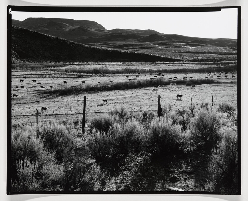 Black and white photograph of a herd of sheep grazing in a vast field with rolling hills in the background. The foreground features shrubby vegetation and a fence post, while a stream meanders through the lower part of the image. The contrast between light and shadow highlights the textures of the landscape.