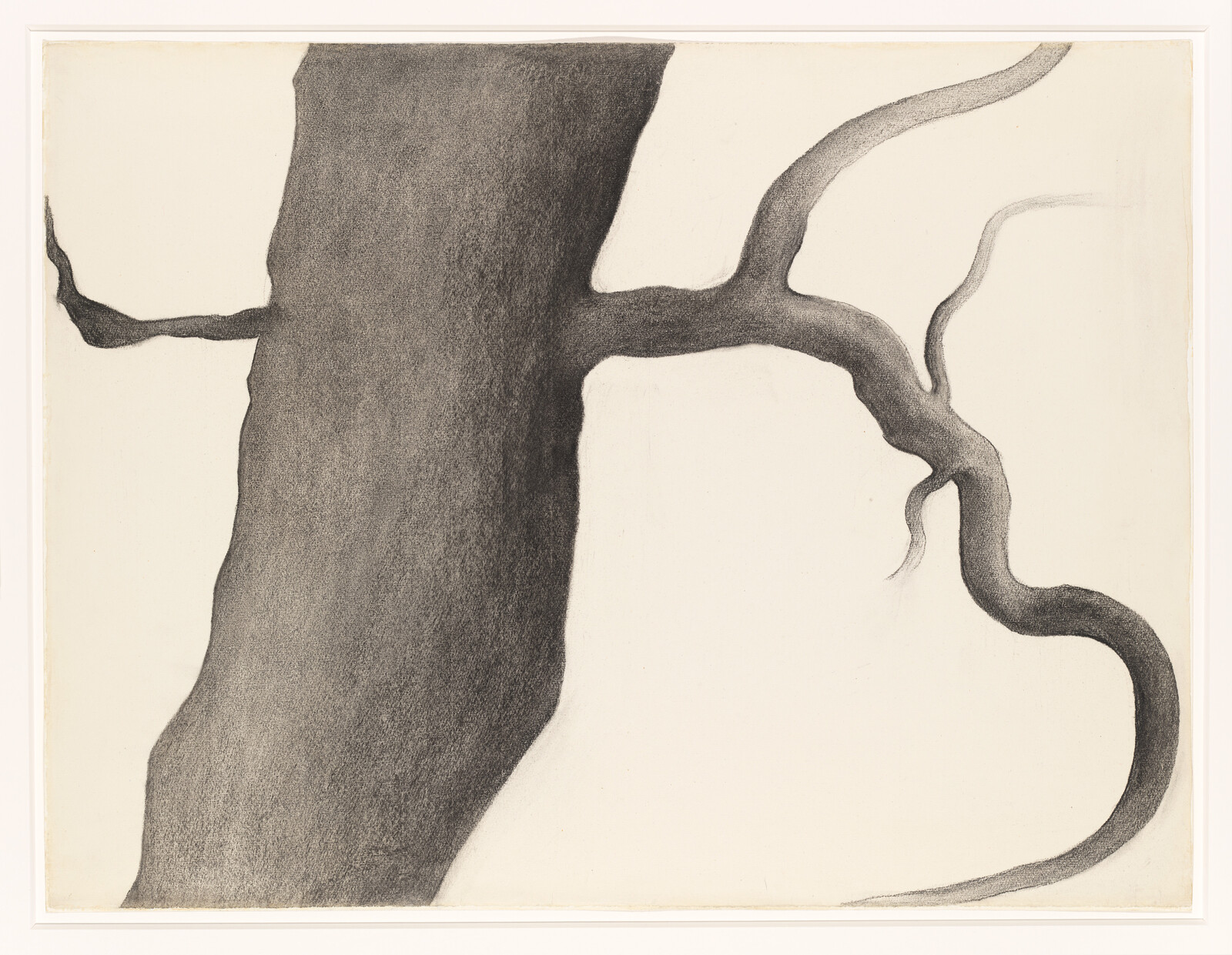 A close view of a thick tree trunk with a long, twisting branch extending to the right.