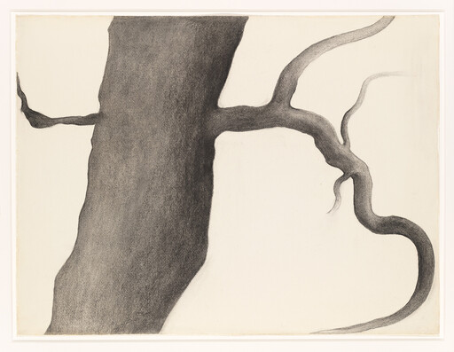 A close view of a thick tree trunk with a long, twisting branch extending to the right.