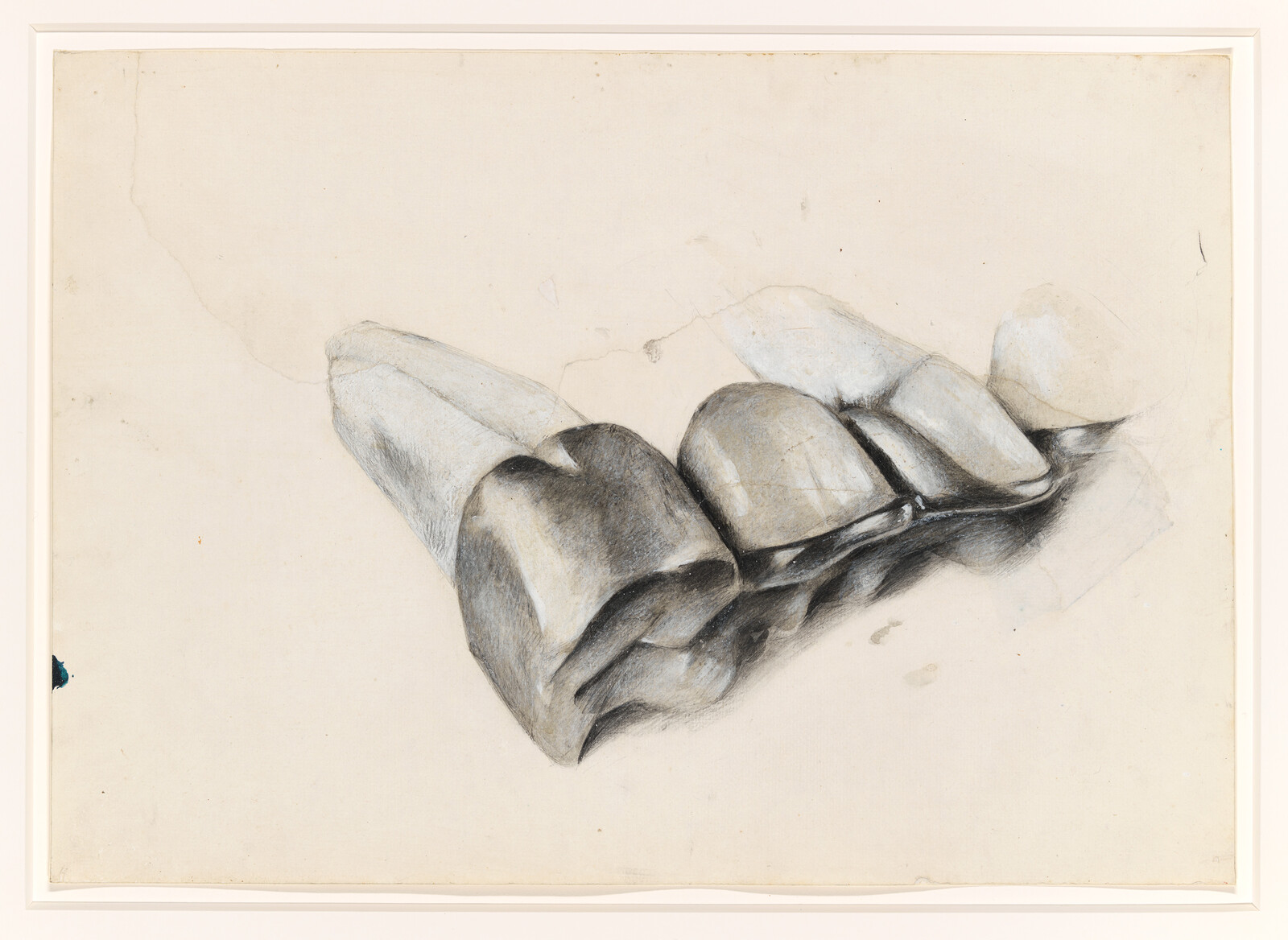 Close-up study of three molar teeth with visible roots and shading.