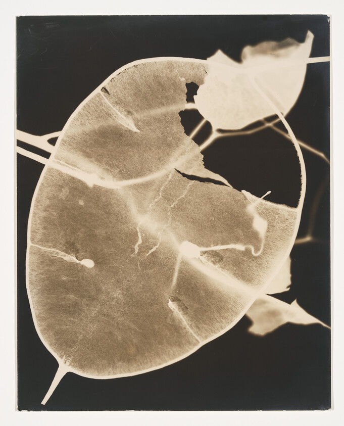 A sepia-toned photogram featuring the silhouette of a round, segmented leaf with delicate veins and a few smaller leaves, all against a dark background, creating an X-ray-like effect.