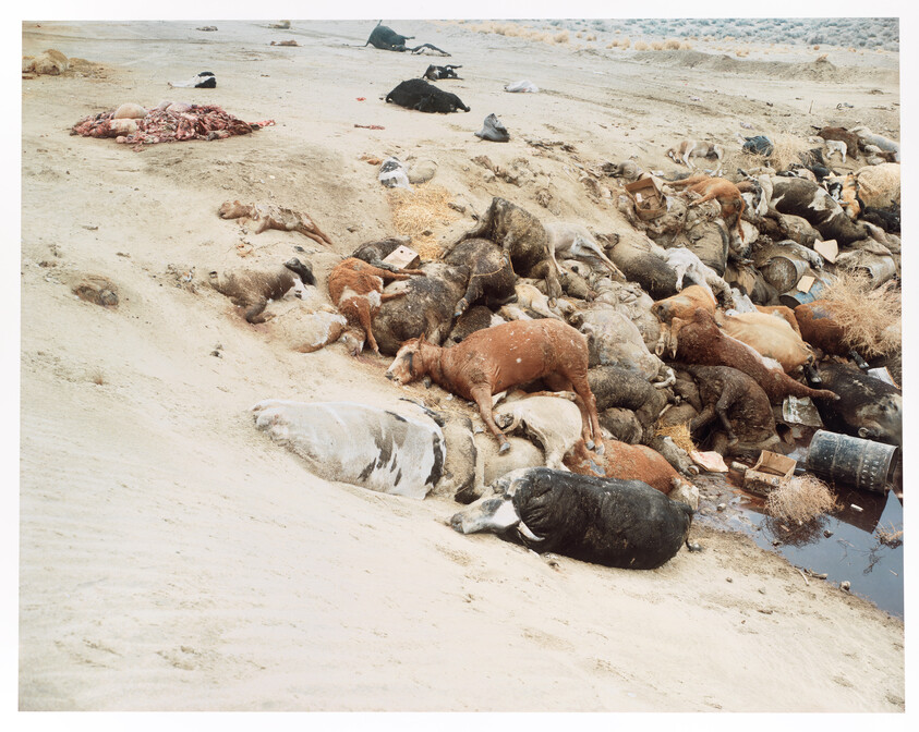A pile of dead cattle and sheep lie in a muddy ditch near discarded barrels.