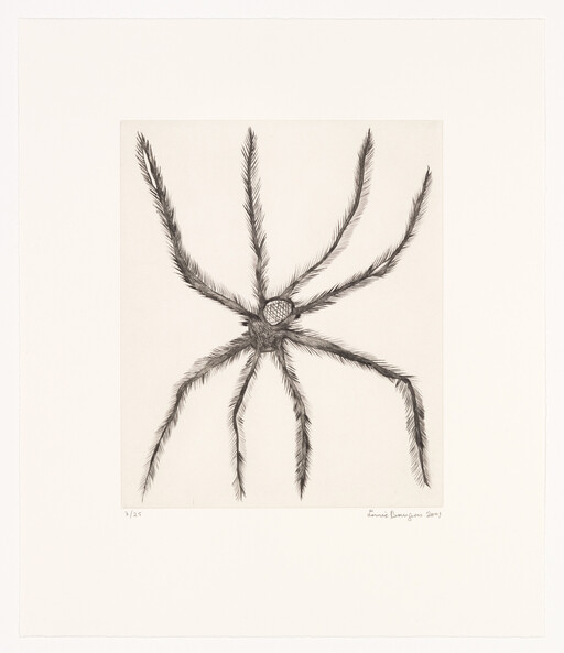 A detailed charcoal drawing of a large spider with long, hairy legs radiating from a small body.