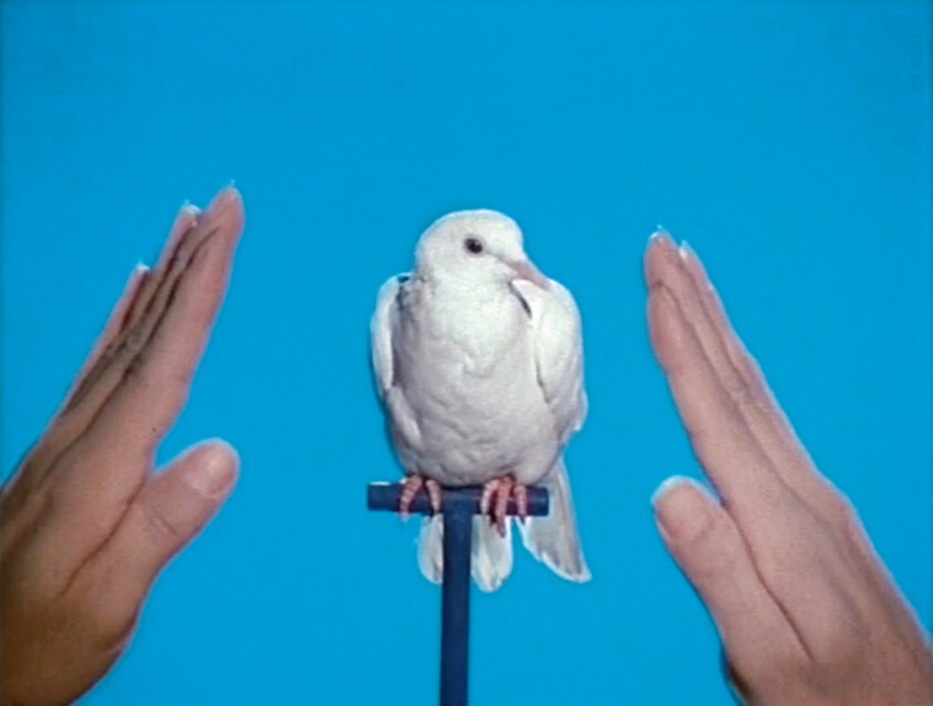 A white bird sits on a perch with two hands held up on either side against a blue background.
