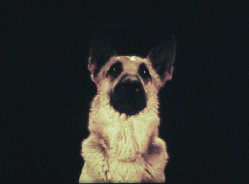 A German shepherd dog facing forward against a dark background, looking upward.