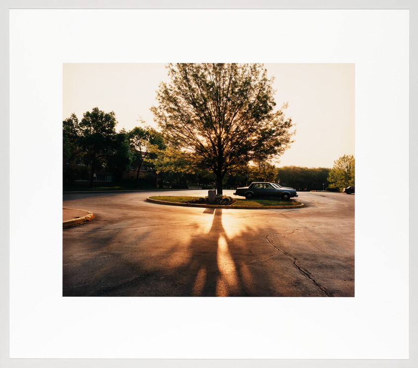 A lone tree in a roundabout casts long evening shadows across wet pavement near a parked car.