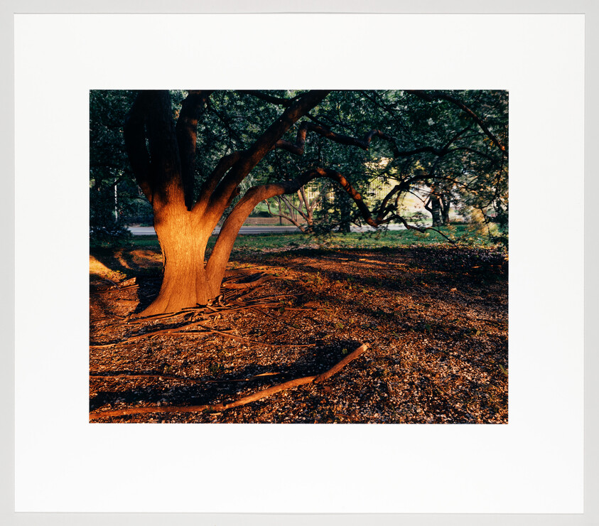 Large spreading tree with exposed roots bathed in warm evening sunlight in a park.