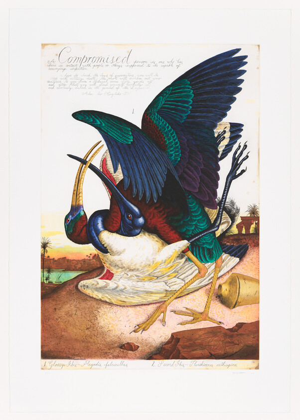 Two brightly colored birds are entangled on the ground with wings spread.