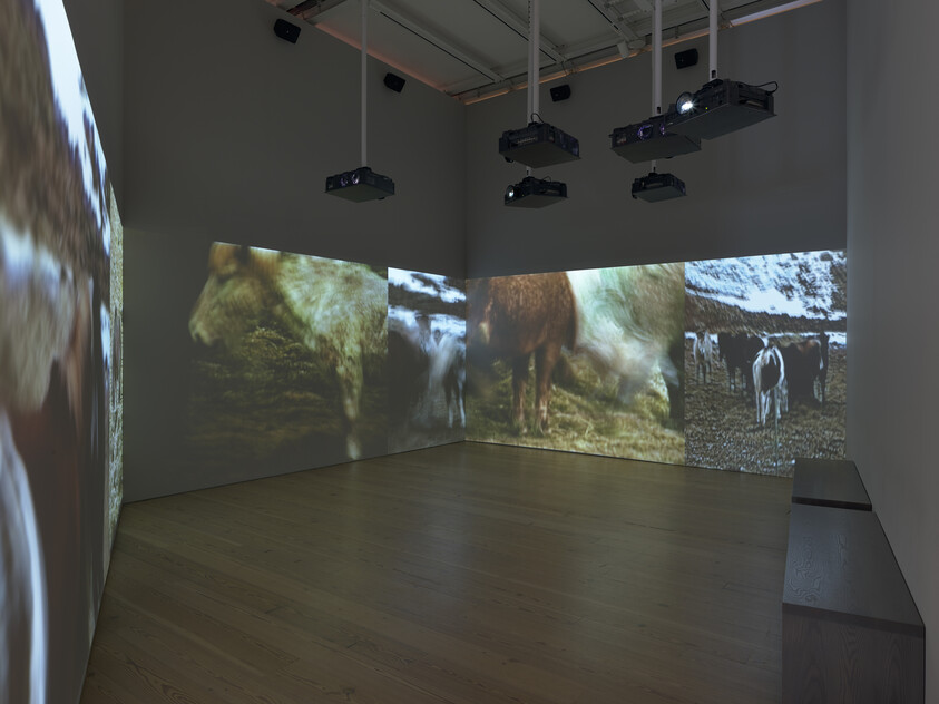 Large video projections of cows and a snowy field cover three walls in a dimly lit gallery room.