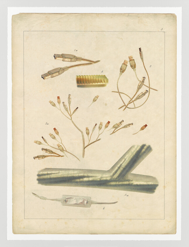 Vintage illustration featuring a collection of botanical specimens, which upon closer inspection are actually intricately designed electrical components and connectors resembling plant life, displayed on an aged paper background.