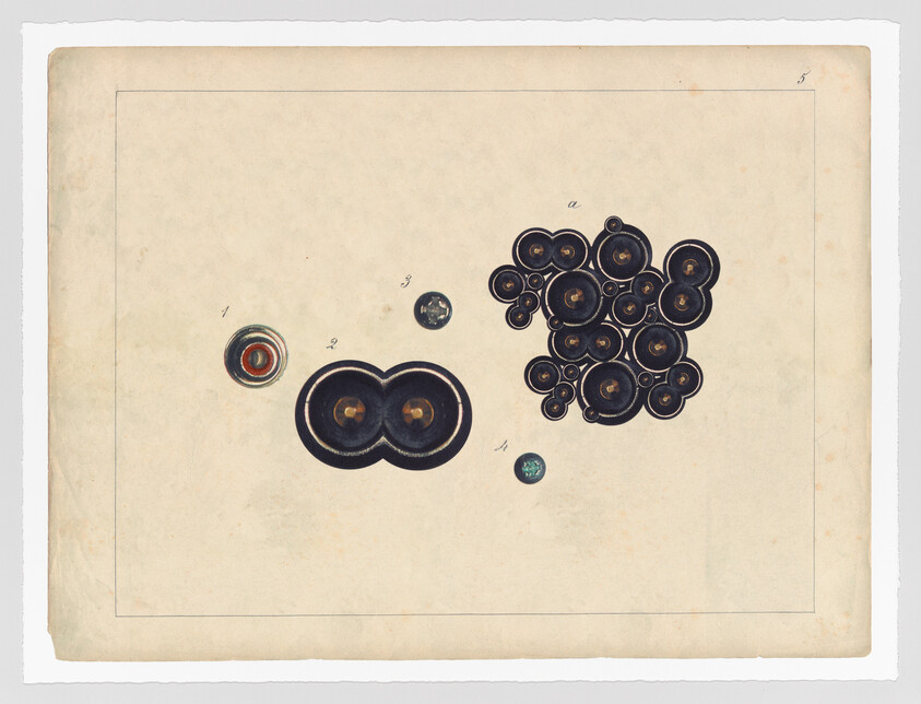 A vintage illustration depicting a collection of circular objects, possibly scientific specimens or artistic representations, arranged on a faded paper background. The objects vary in size and are numbered, suggesting they are part of a study or exhibit.