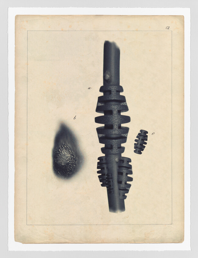 Vintage-style scientific illustration of a disassembled object with three components labeled "a," "b," and "c," against an aged paper background. Component "a" appears to be the main body of the object with helical ridges, "b" is a shadowy, textured shape, and "c" is a smaller, separate piece with matching ridges. The image has a numbered label "12" in the top right corner, suggesting it is part of a series or collection.
