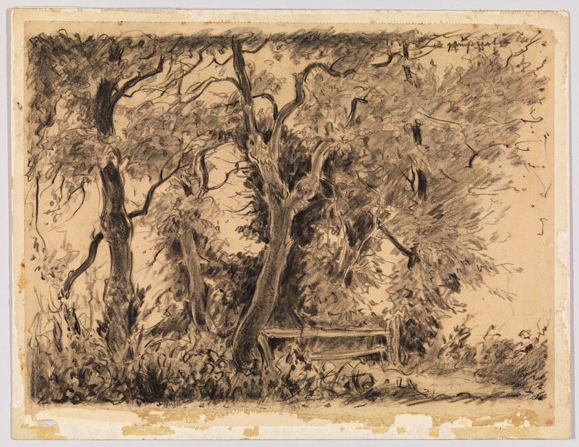 A wooden bench sits beneath large twisting trees in a shaded, overgrown park setting.