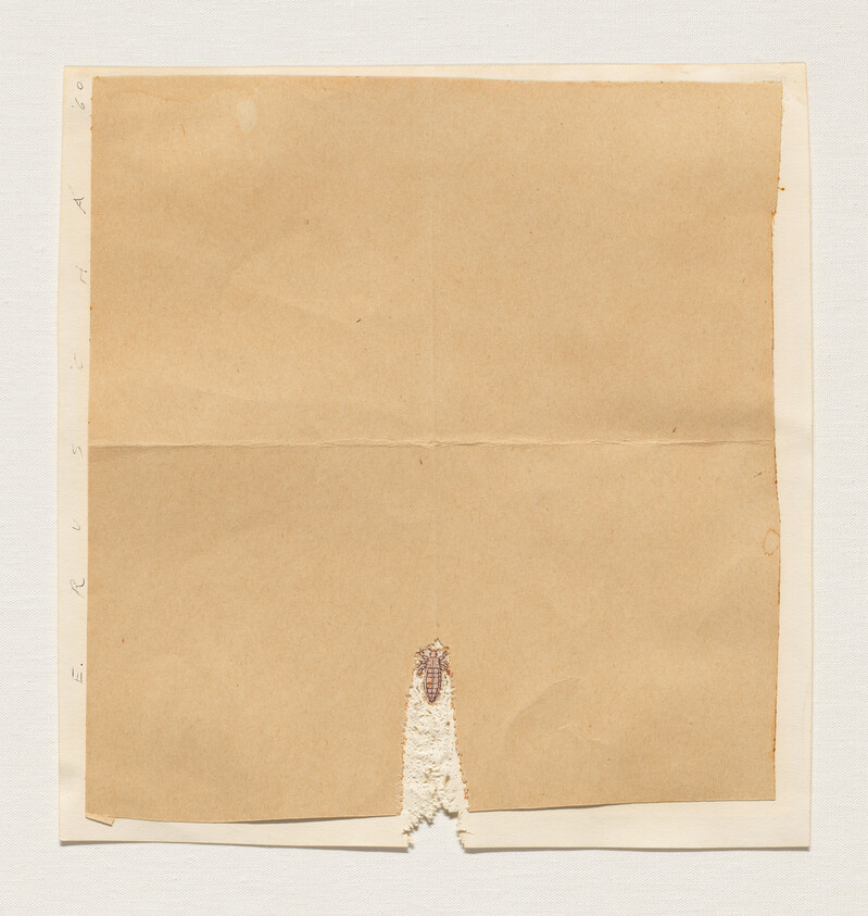 A folded brown paper sheet torn at the bottom center revealing a small insect attached.