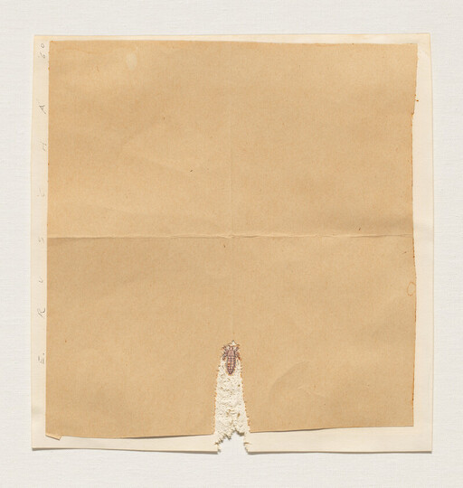 A folded brown paper sheet torn at the bottom center revealing a small insect attached.