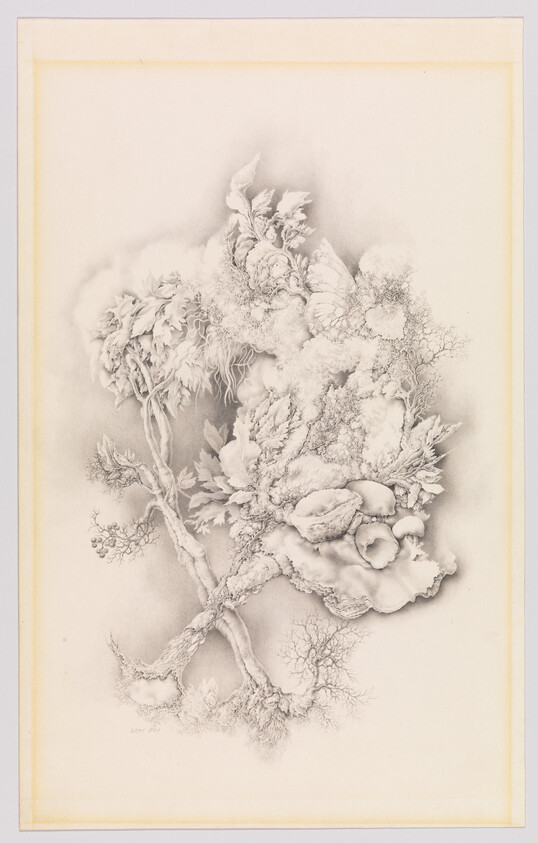 Detailed pencil drawing of intertwined fungi, lichens, and plant forms with delicate shading.