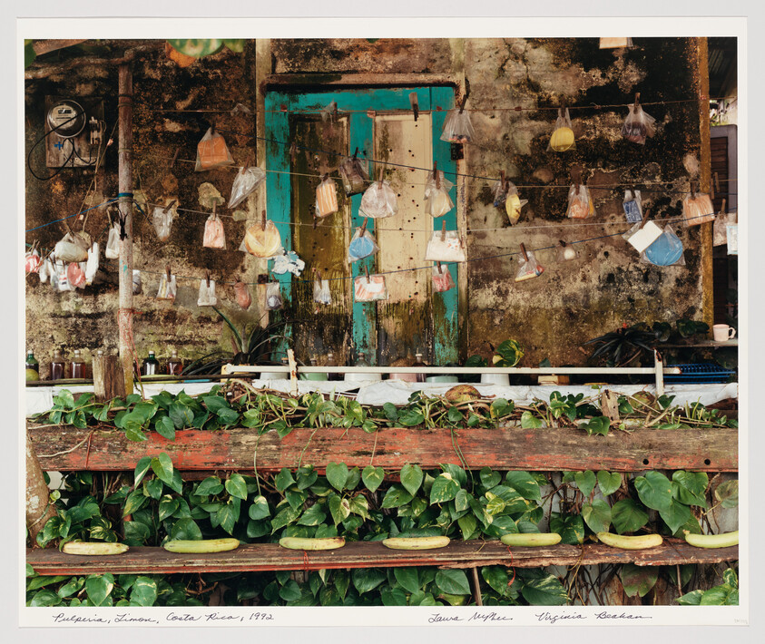 Weathered doorway with strings of small plastic bags hanging and green vines with cucumbers on a ledge.