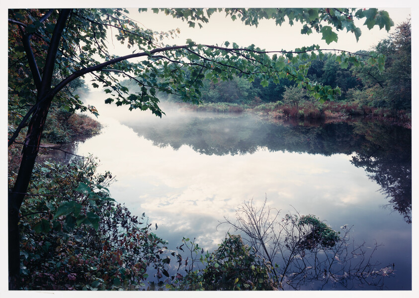 A serene landscape featuring a calm lake with a mirror-like reflection of the surrounding trees and sky, with a gentle mist hovering above the water. Overhanging branches with green leaves frame the top left corner, and various shrubs and plants grow at the water's edge. The sky is partly cloudy, suggesting early morning or late afternoon light.