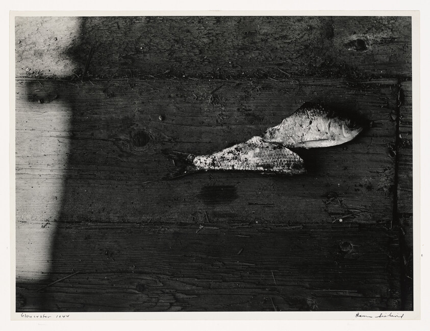 Two small dead fish lie side by side on a weathered wooden board under a shadow.