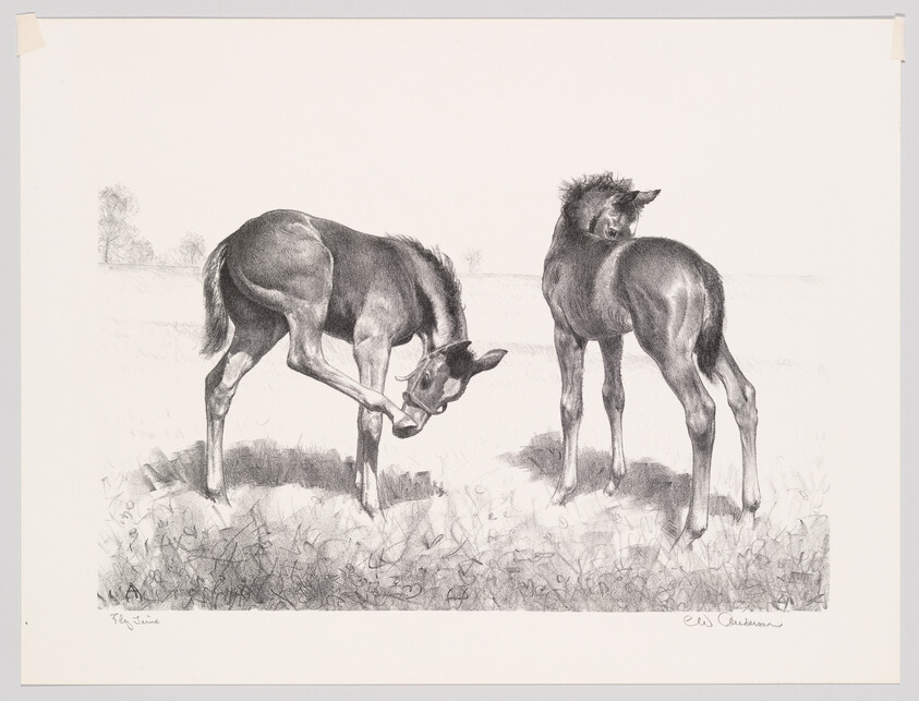Two young foals stand in a grassy field, one scratching its leg while the other looks back.