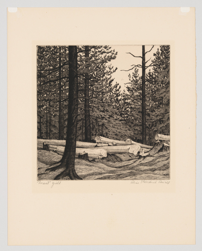 A detailed black and white etching depicting a forest scene with tall pine trees and felled logs on the ground. The artwork is signed "Adolf Arthur Dehn" and titled "Forest Yield" in the lower margin.