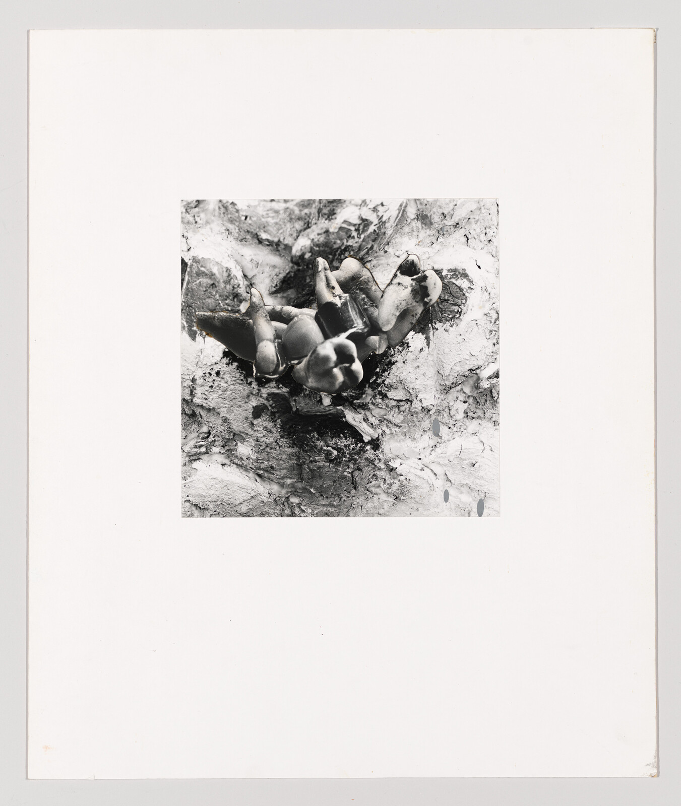 Cluster of dark mushrooms growing from rough tree bark in a black-and-white photograph.