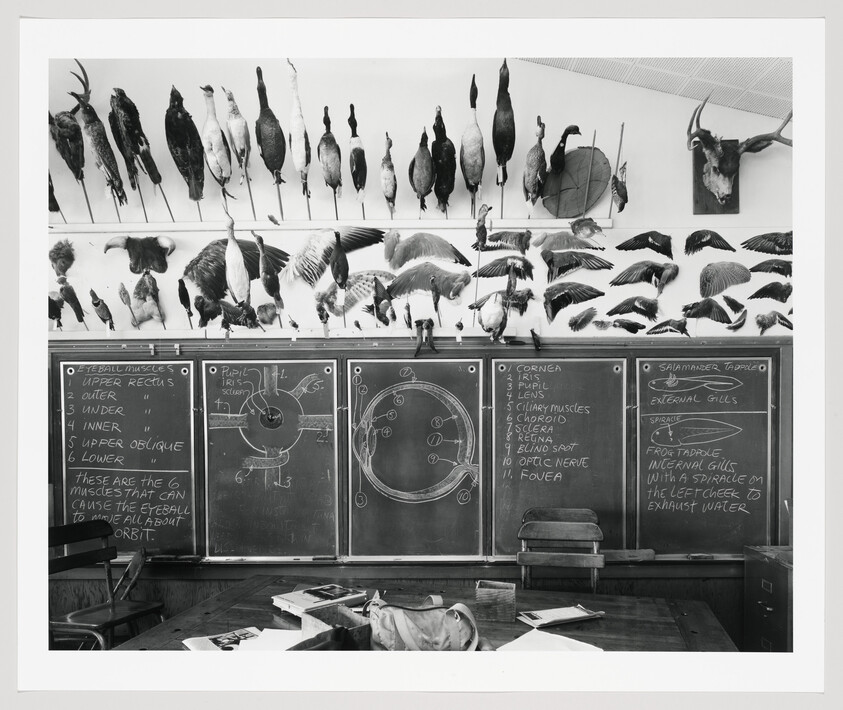 A classroom with mounted birds above chalkboards showing detailed eye diagrams and anatomy notes.