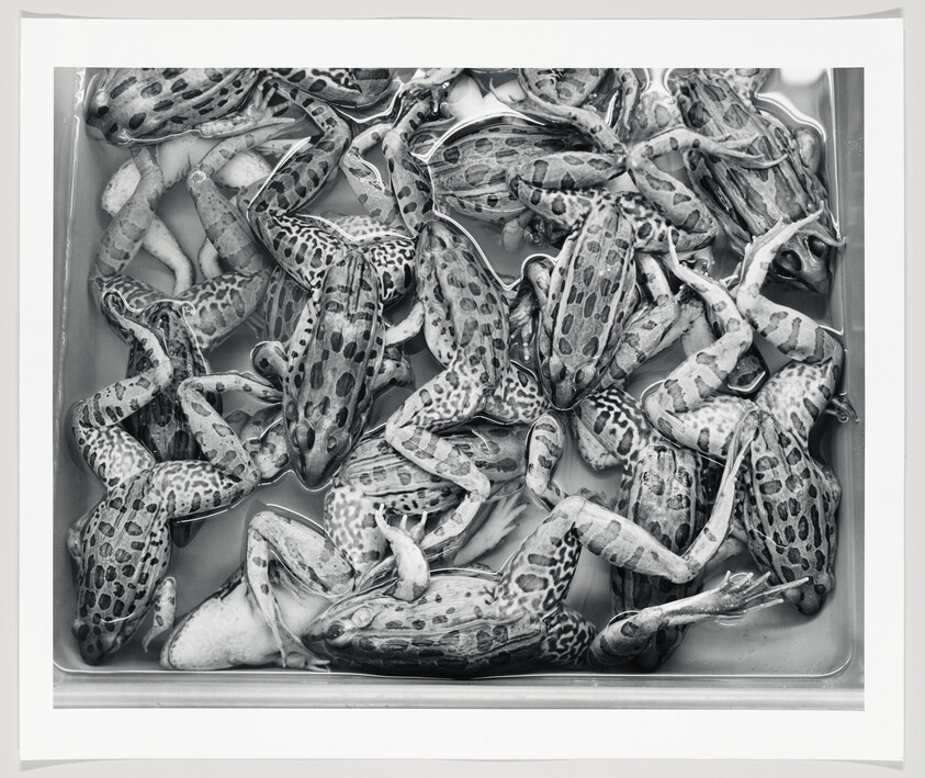 Several spotted frogs packed closely together in a shallow tray of liquid.