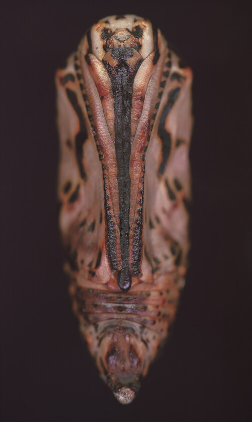 A close-up of a patterned butterfly chrysalis hanging vertically against a dark background.