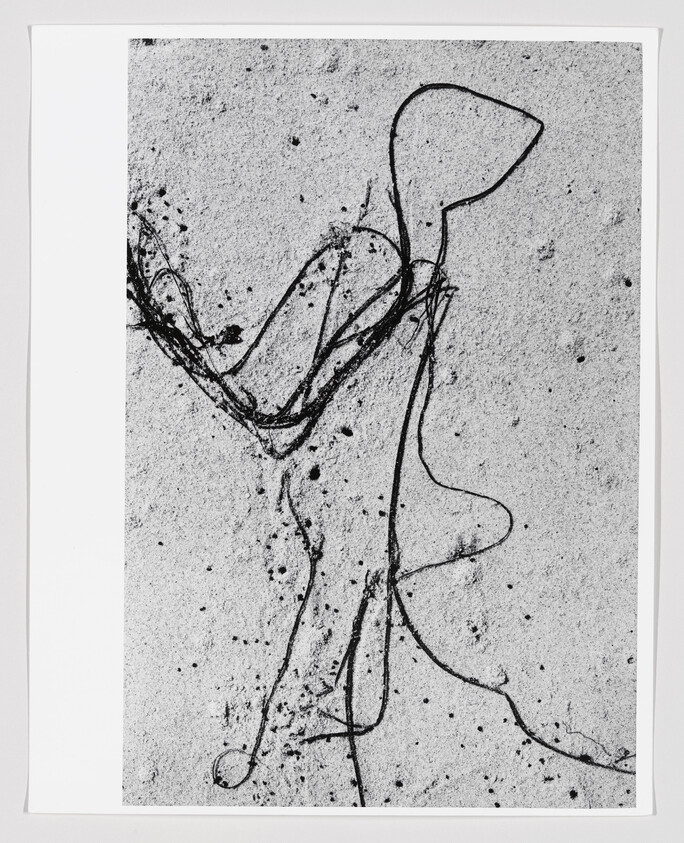 Long thin seaweed strands tangled and looping across a sandy beach surface.