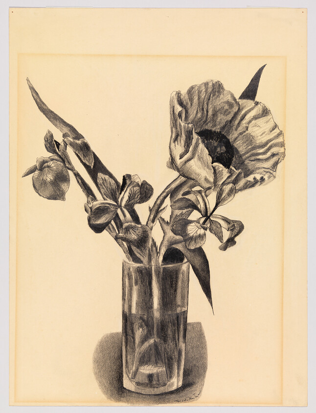 Pencil drawing of a poppy and leaves arranged in a tall glass vase.