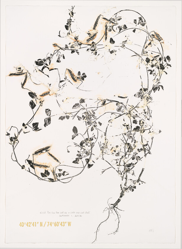 Delicate vine with leaves and visible roots arranged across a pale background with yellow geographic coordinates.