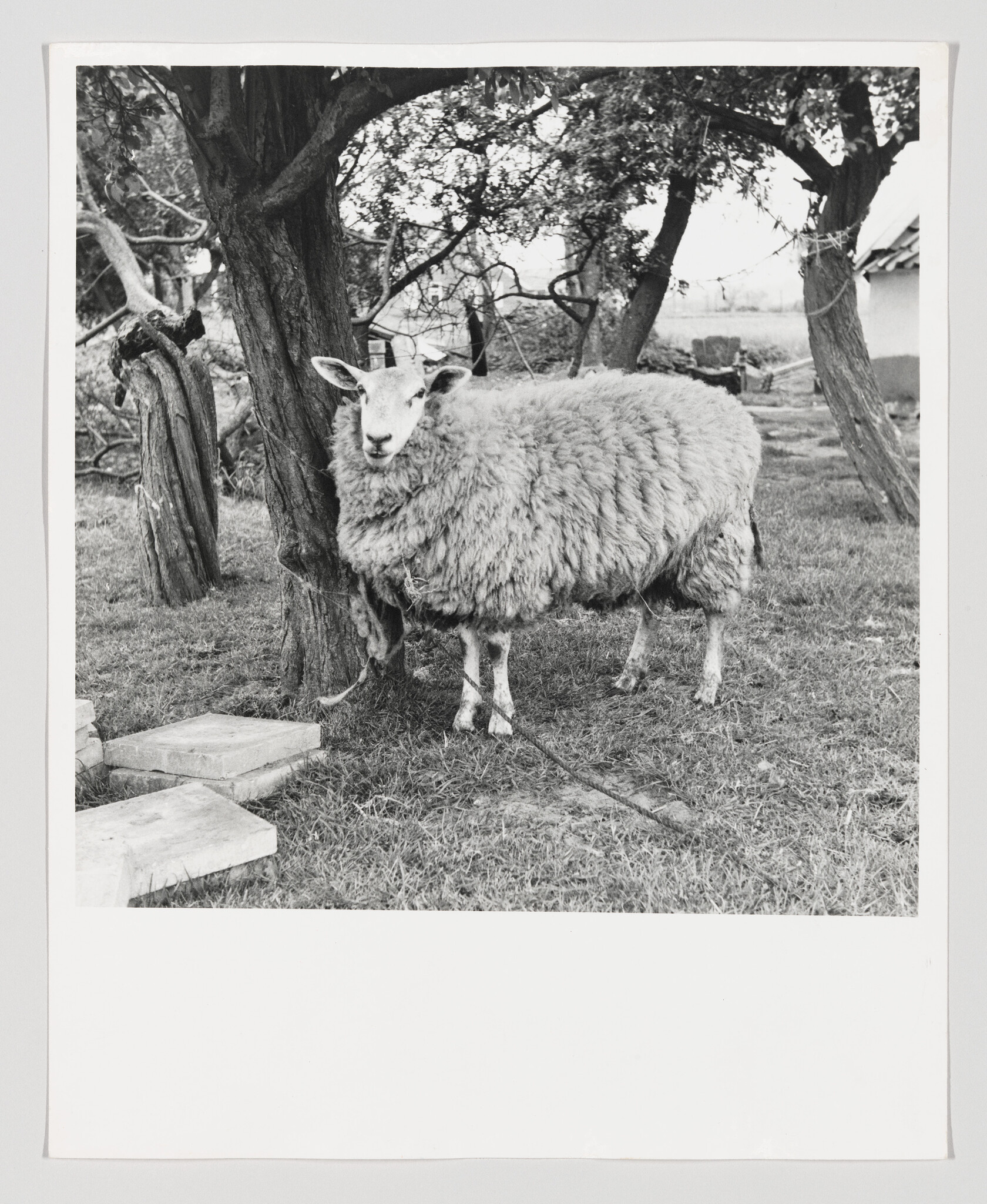 A woolly sheep stands tied to a tree in a grassy yard near concrete slabs.