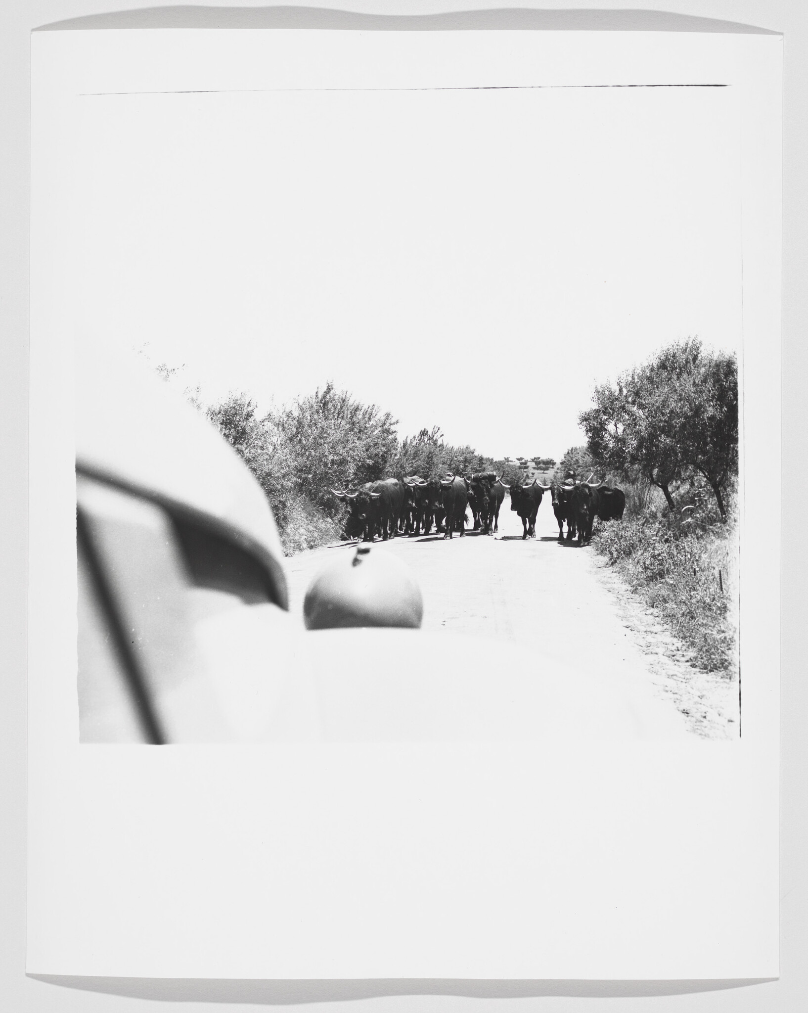 A herd of buffalo blocks a dirt road as seen from the front of a vehicle.