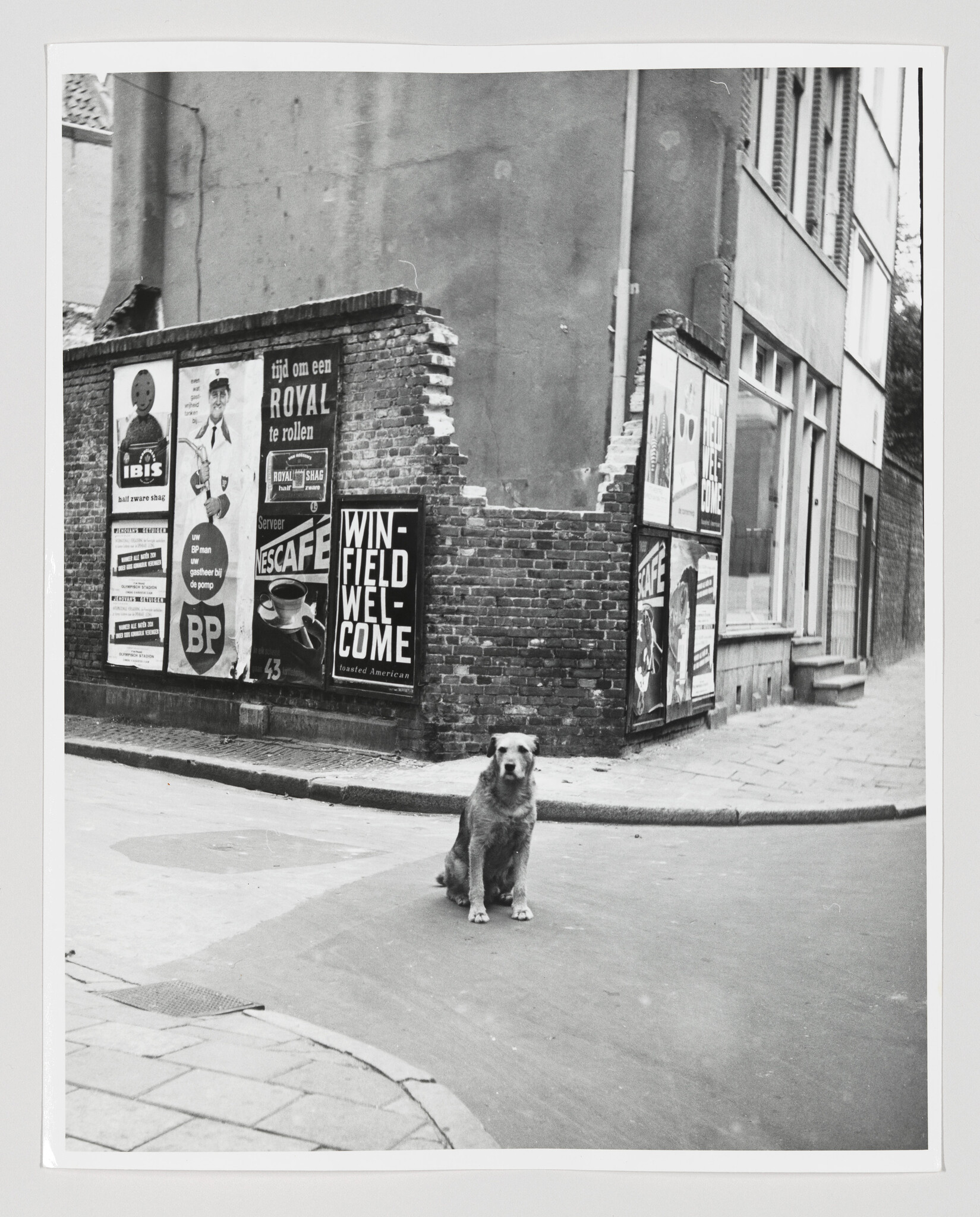 A dog sits alone in the middle of a quiet street beside a brick wall with posters.