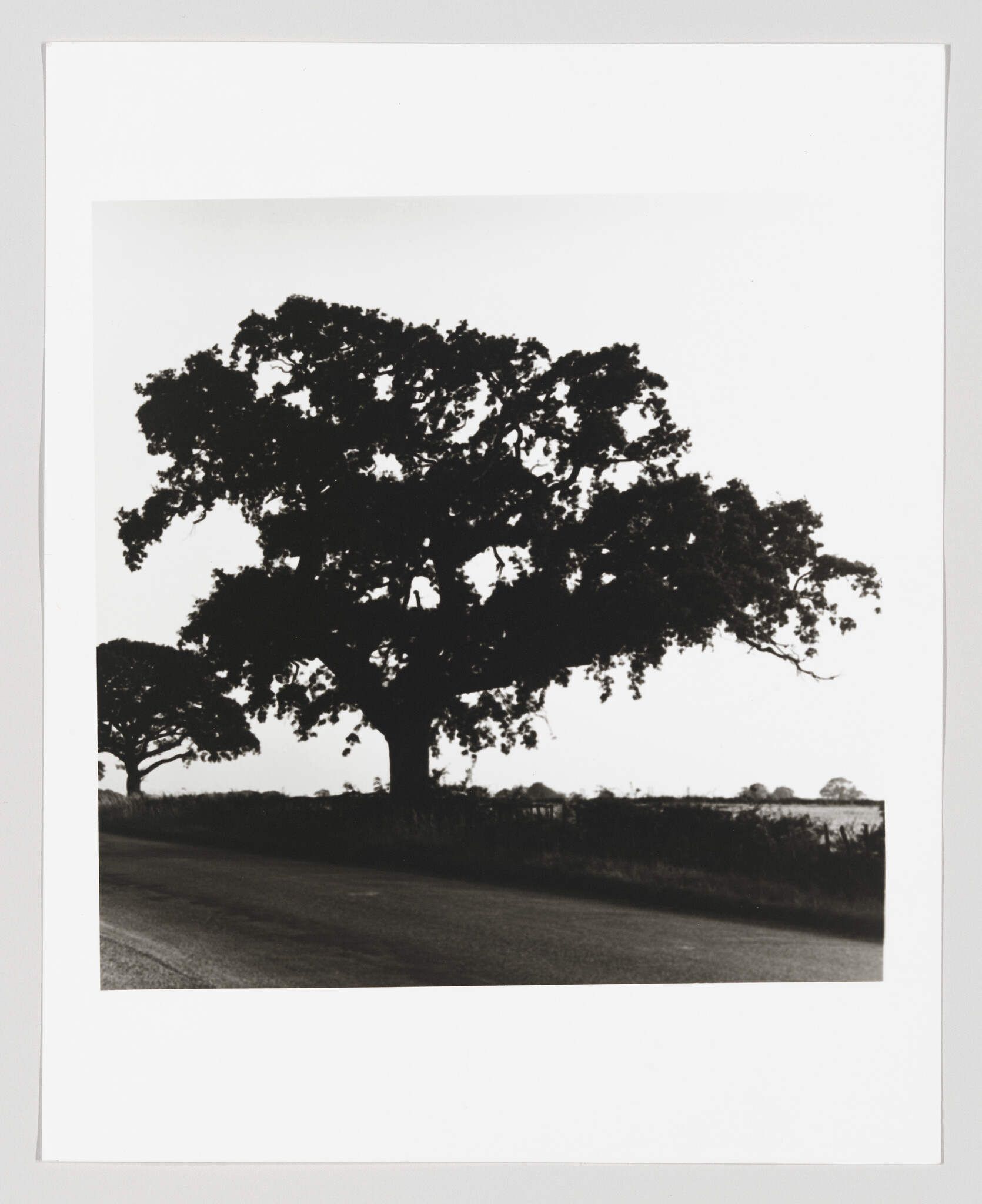 A large oak tree silhouette stands beside a quiet country road at the field's edge.
