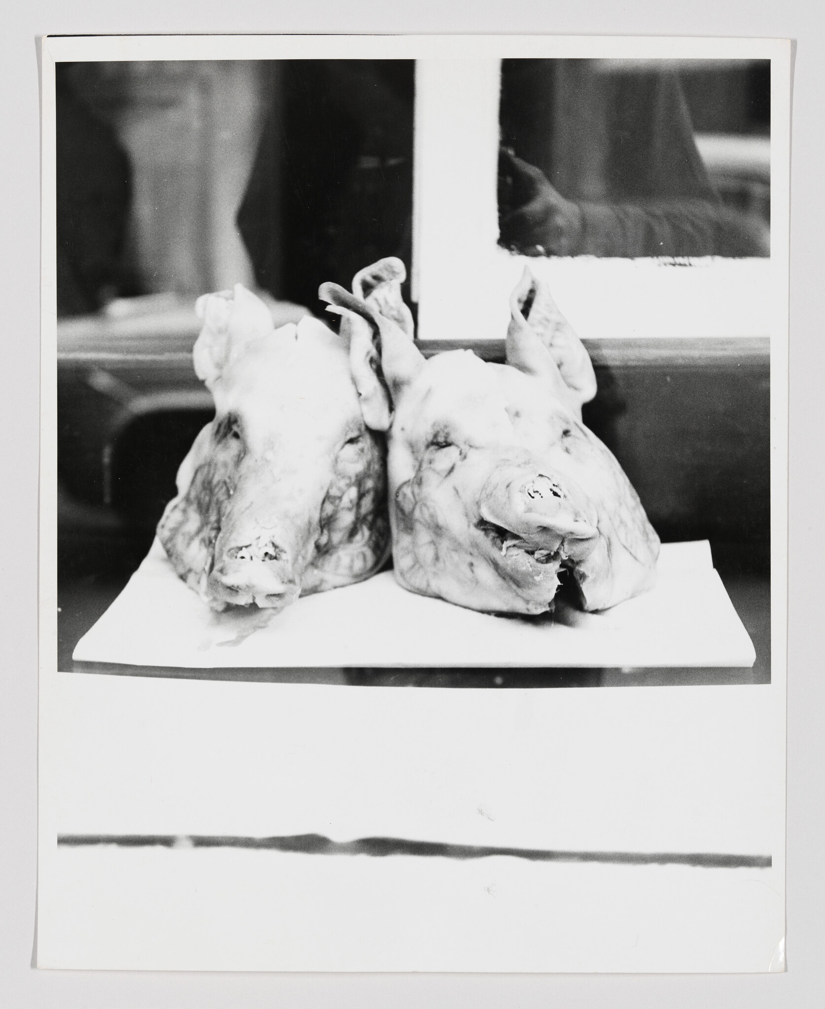 Two pig heads are displayed side by side on a white tray in front of a window.