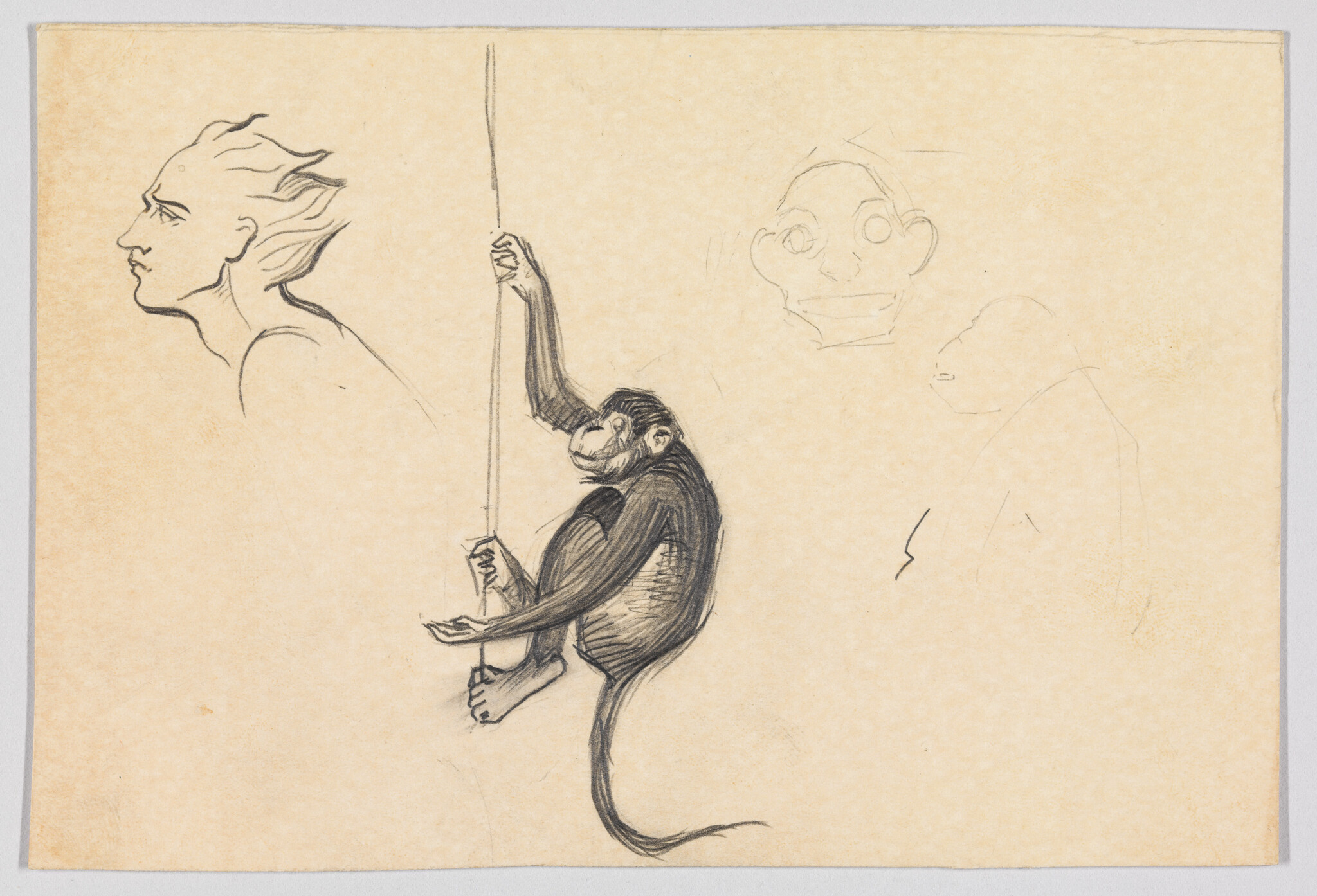 A pencil sketch of a monkey gripping and hanging from a vertical rope, with nearby head sketches.