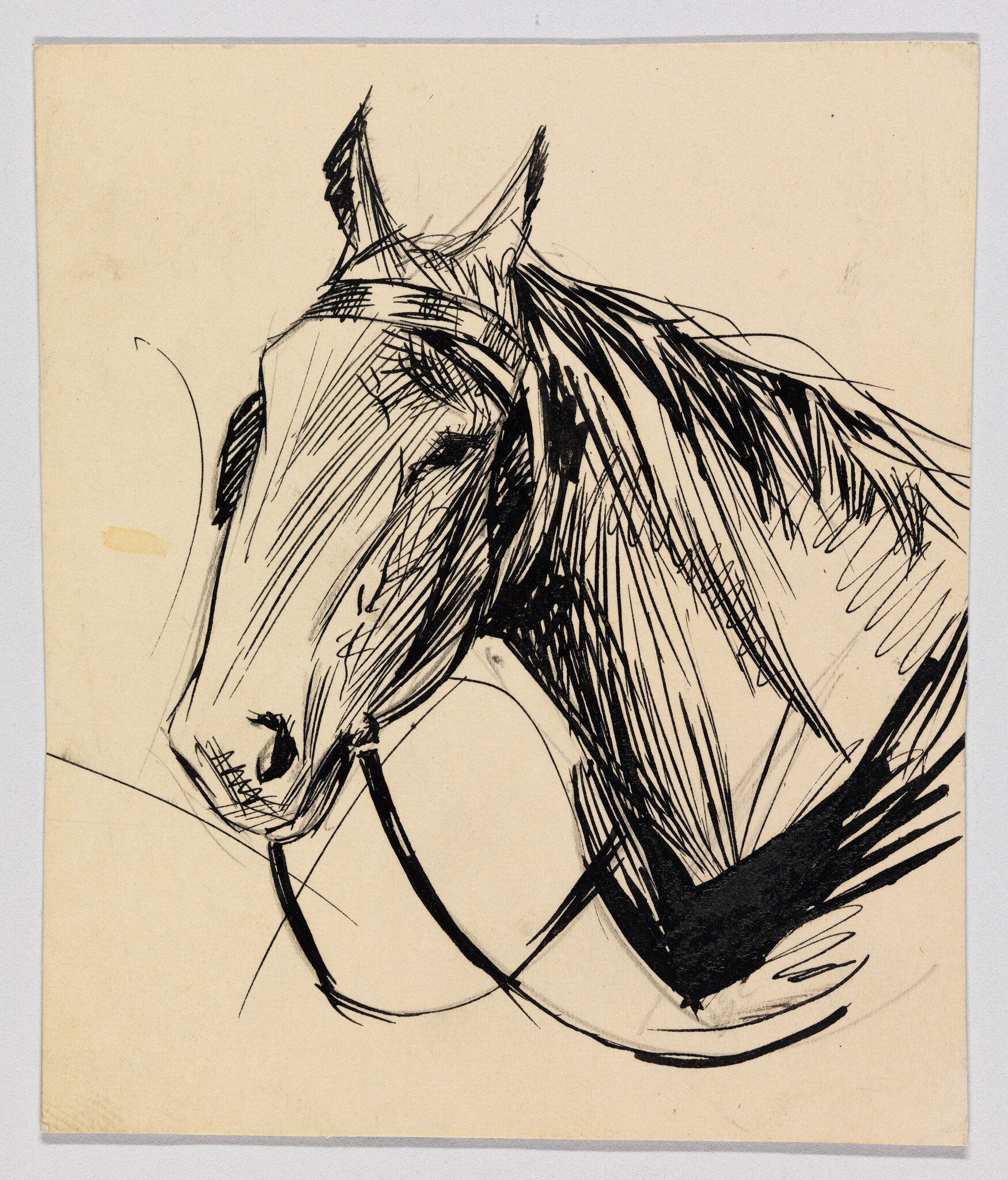 A black ink sketch of a horse's head wearing a bridle, looking downward.
