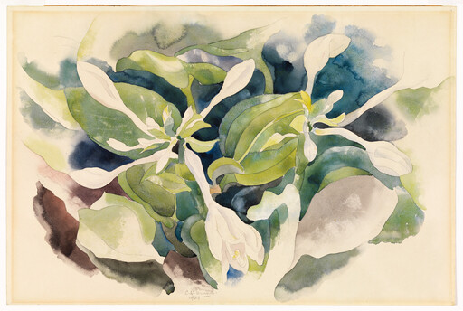 Green broad leaves and white trumpet-shaped flowers arranged in a loose watercolor composition.