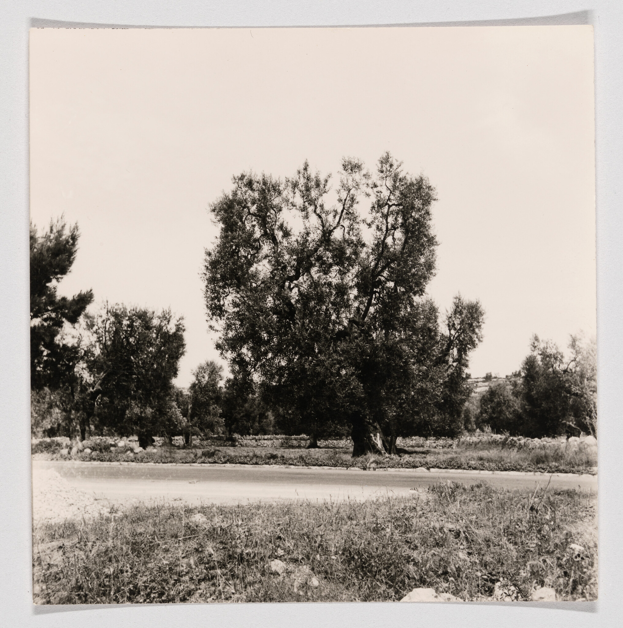 A large gnarled tree stands beside a quiet road with grassy foreground and distant trees.