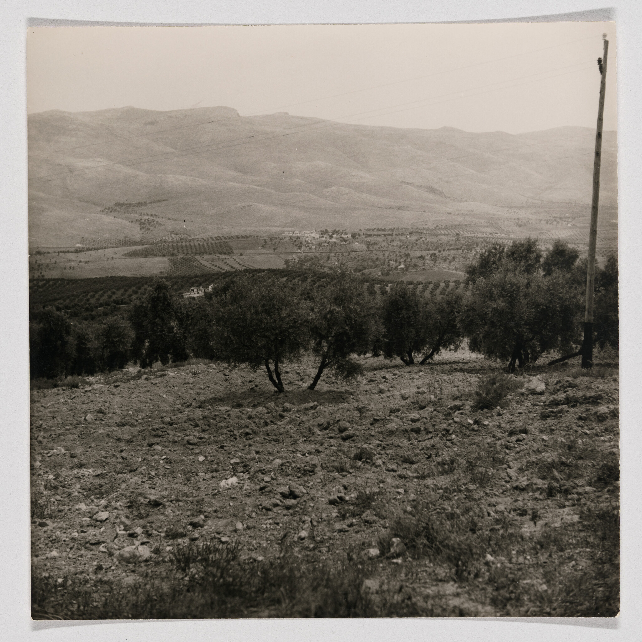 A rocky field with scattered olive trees and a tall utility pole overlooking distant hills.