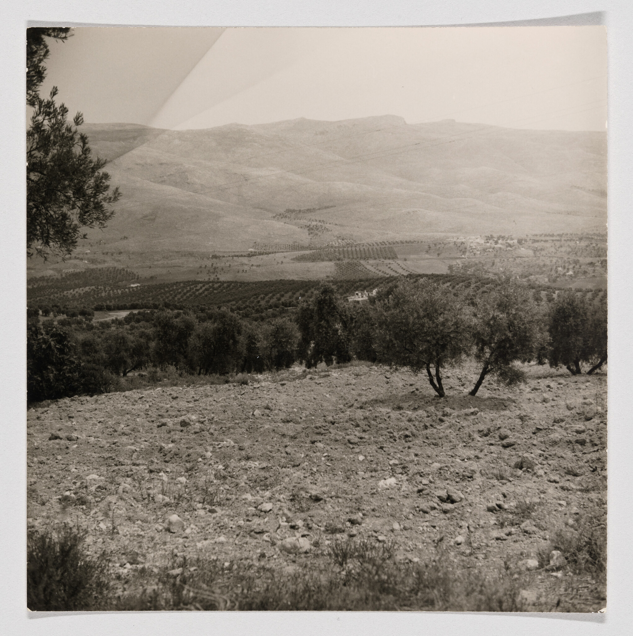 Rocky foreground leading to scattered olive trees and cultivated terraces with hills in the distance.