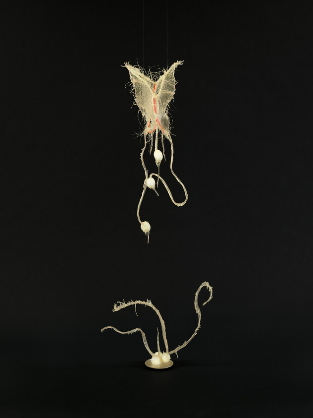 A delicate pale seed pod with fibrous wing hangs above tangled root-like tendrils.