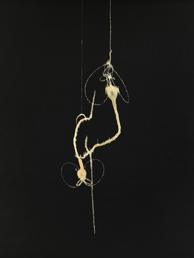 Thin pale root-like plant strands and bulbous nodes suspended against a black background.