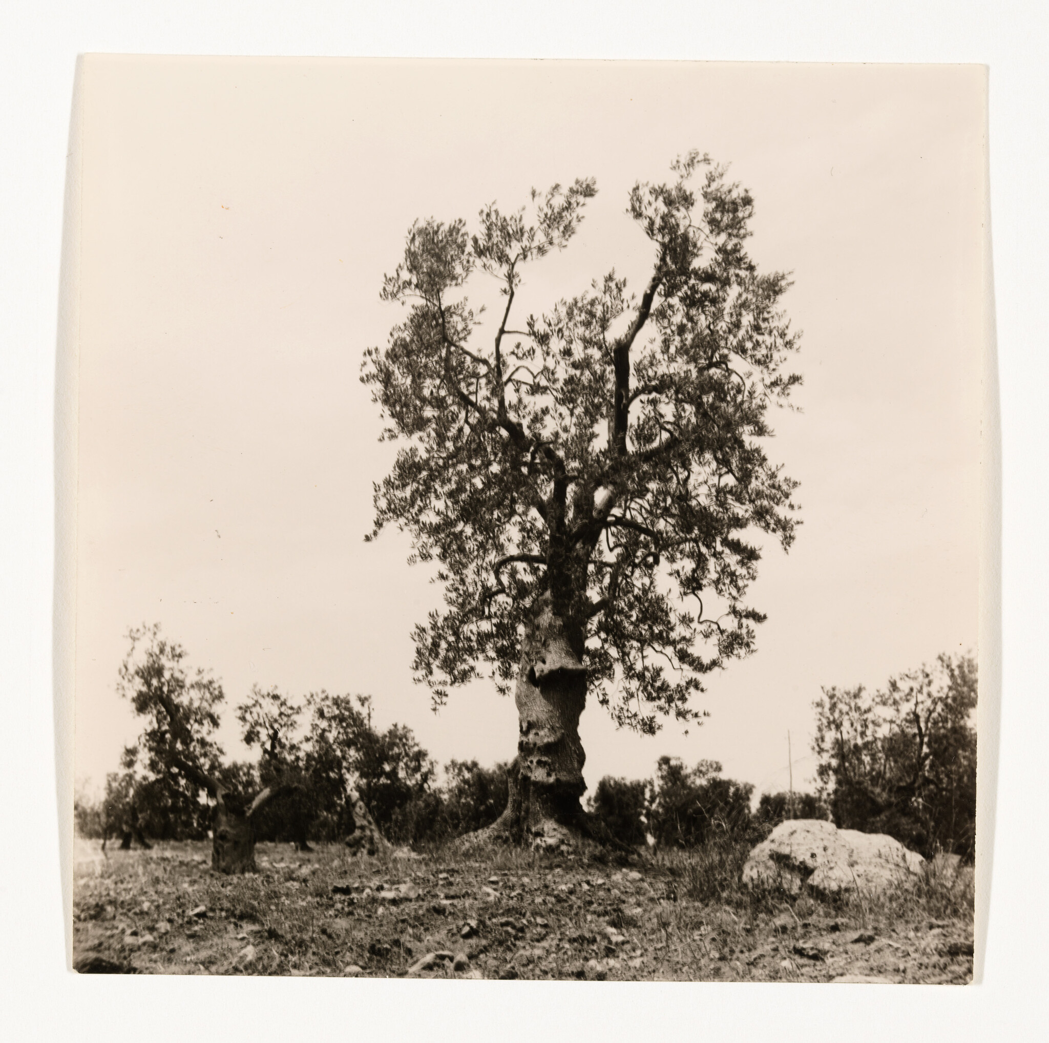 A large gnarled tree stands alone in a rocky field with smaller trees behind it.