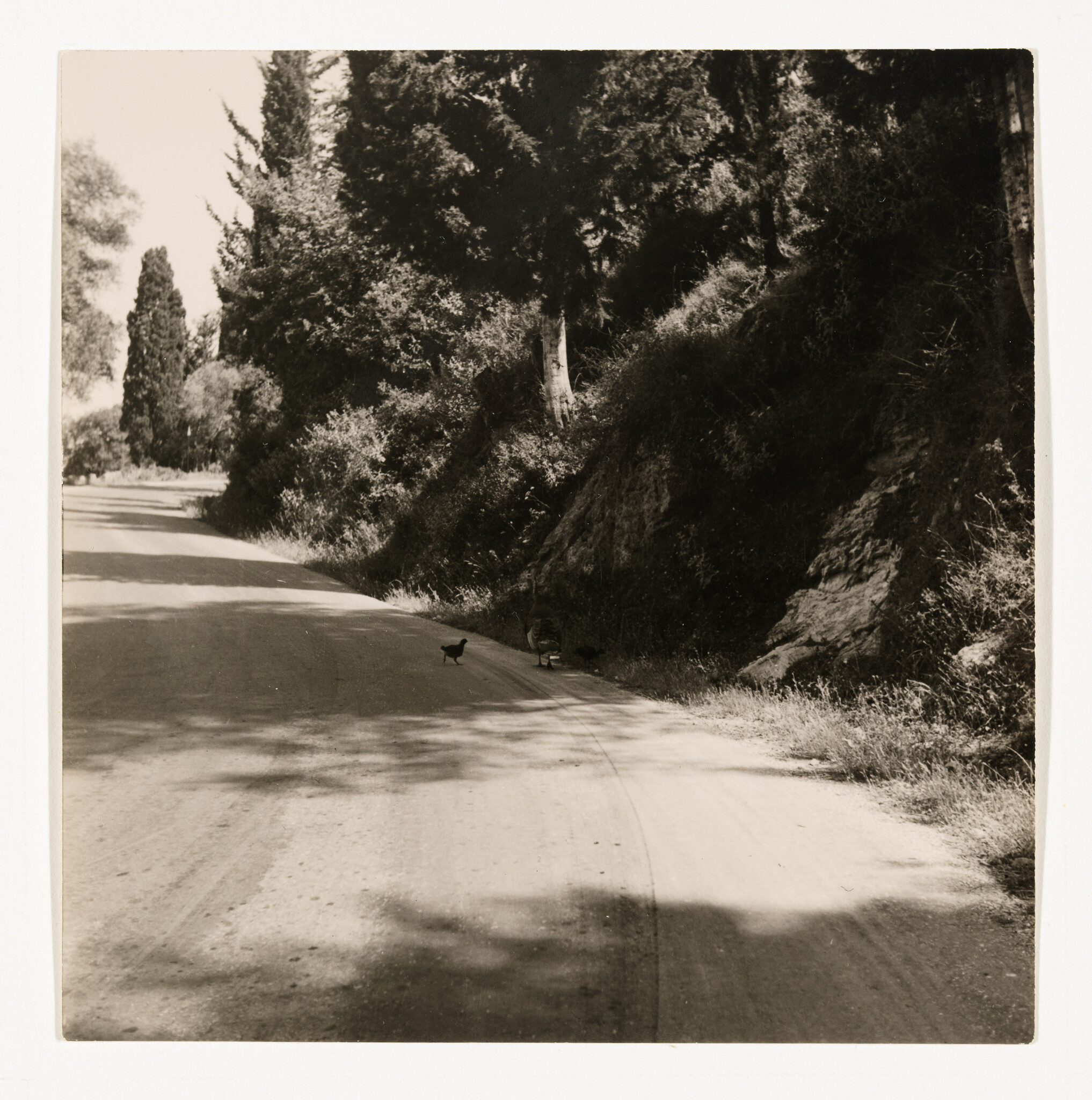 A dirt road shaded by tall trees with a hen and chicks crossing near the roadside.