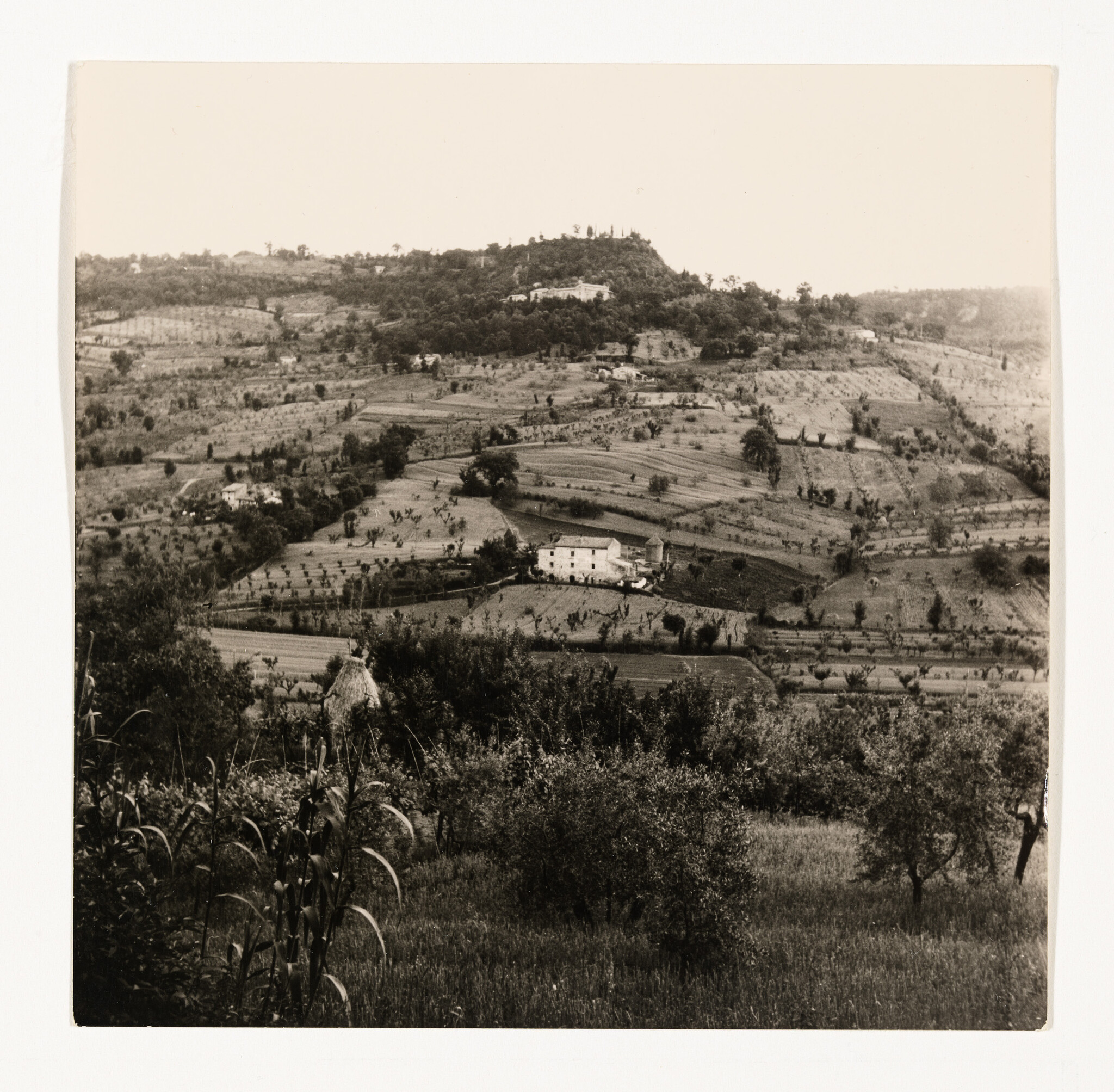 Terraced hillside farmland with scattered trees and a white farmhouse in the center distance.