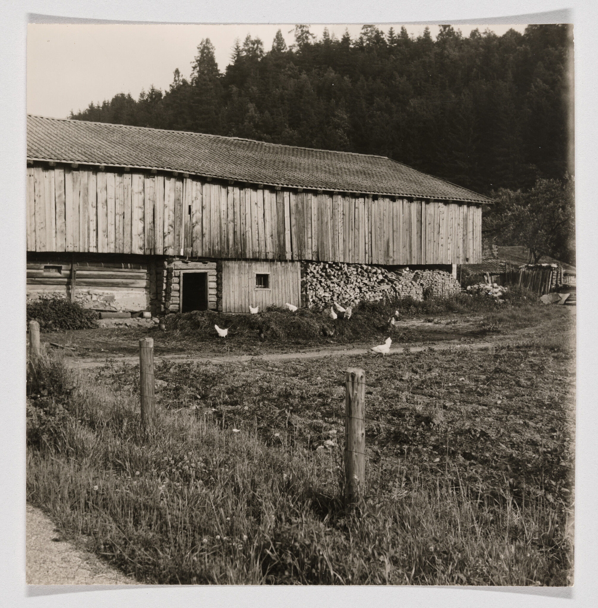 A long wooden barn sits by a dirt path while chickens peck near stacked firewood.