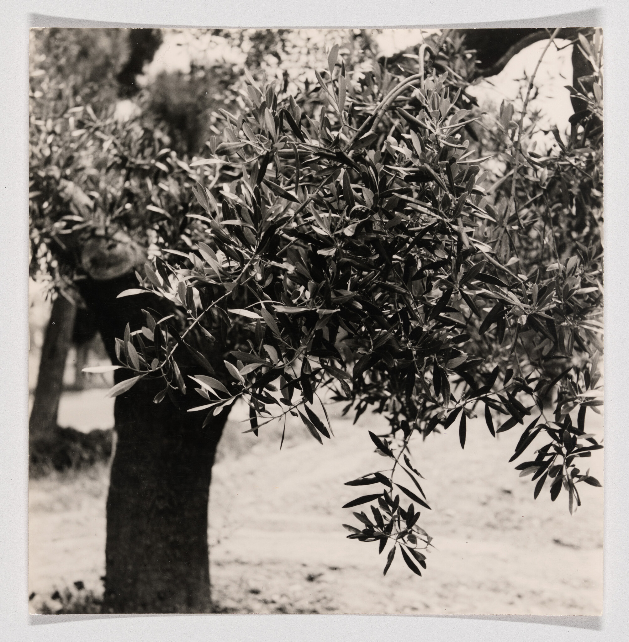 A close-up of an olive tree branch with narrow leaves hanging near the tree trunk.